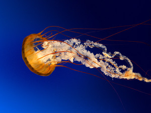  a good jellyfish