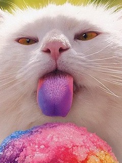 rainbow sno-cone cat