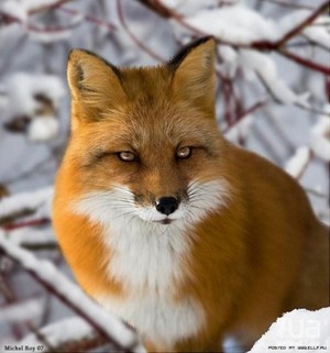  狐狸