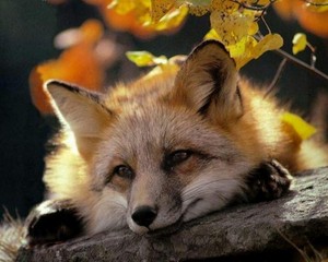 Fox                