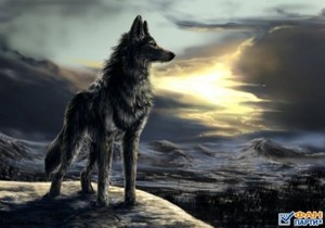  Lonely wolf