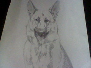  My German Shepherd drawing