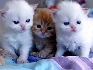  THREE anak kucing
