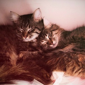  TWO बिल्ली SLEEP