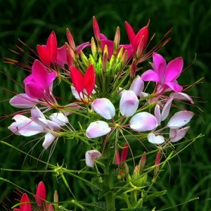 flowers-flowers