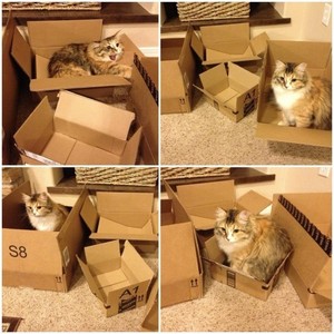  Cat and Box