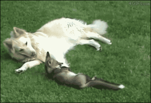  Dog and rubah, fox