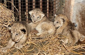  Lion cubs