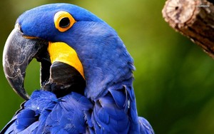  pappagallo