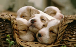 Puppies         