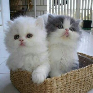 TWO CUTE CATS