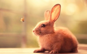  Bunny