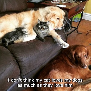  Cat and कुत्ता