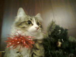  My cat at Christmas !!!