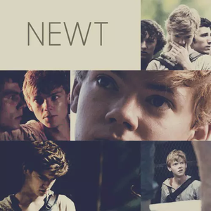  Newt