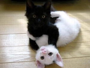  BLACK N WHITE mèo con