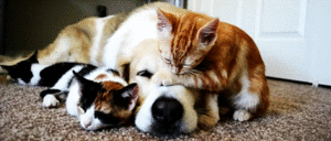 Dog and Kittens 