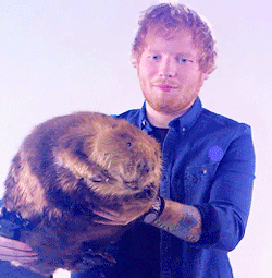  Ed and Justin berang-berang, beaver