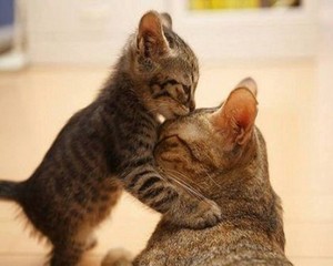 KITTENS KISS MOMMY CATS