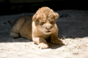  Lion cub