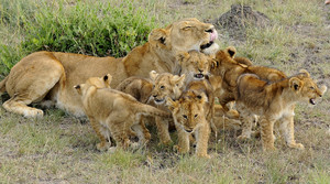  Lion cubs and their mother