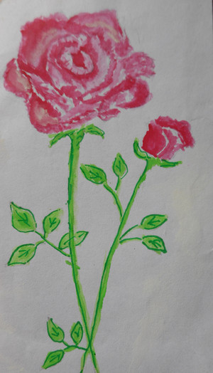 Rose drawing      