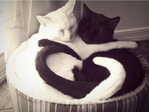 WHITE N BLACK CATS
