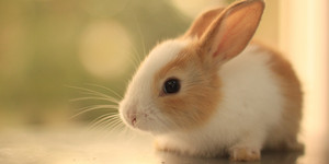  cute bunnie