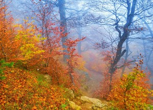  Autumn mist