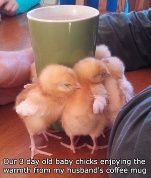  Baby Chicks