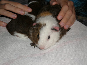  Baby Guinea Pig foto's