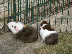  Baby Guinea Pig fotos