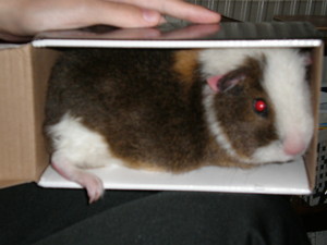  Baby Guinea Pig 照片