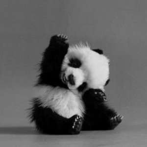  Black and White Panda