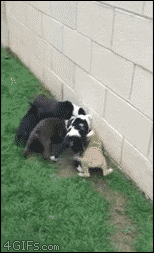 Cat and Puppies 