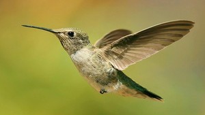  kolibrie in Flight