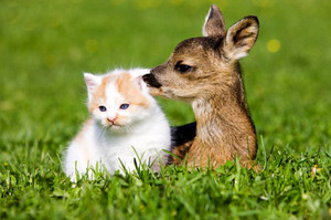 Kitten and Fawn 