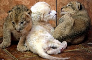  Lion cubs