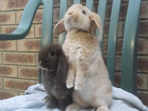  Lop Eared Rabbits