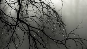  Raindrops on a albero