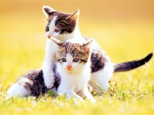  TWO KITTENS
