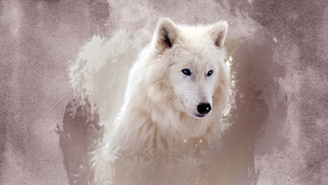  Beautiful White بھیڑیا