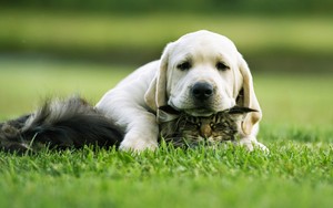  Cat and puppy
