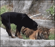  Dog and Tiger