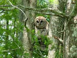  Honey Island Swamp Owl