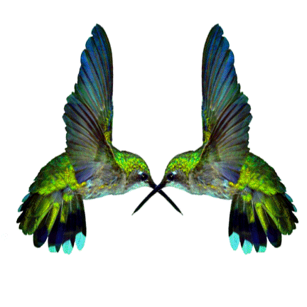 Hummingbirds - Hummingbirds Fan Art (38571265) - Fanpop