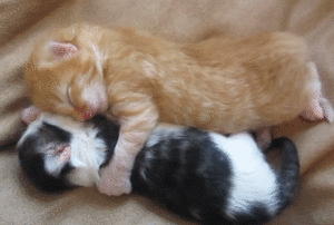 Kittens           