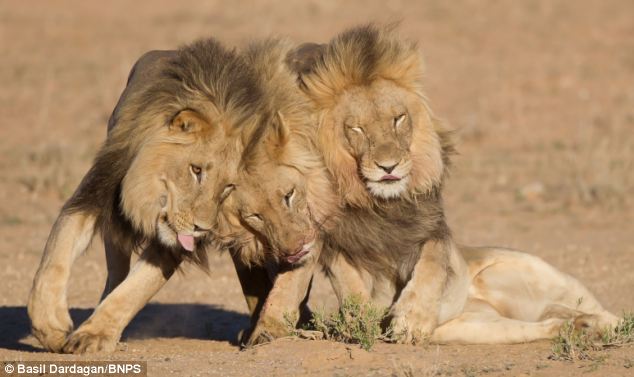 Lion brothers