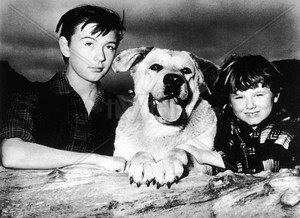  Old Yeller Portrait - Tommy Kirk, Spike and Kevin Corcoran