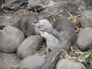  Otters @ Лондон Zoo, UK